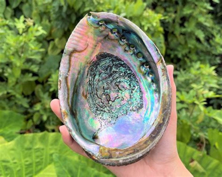 Are abalone and mother of pearl the same?