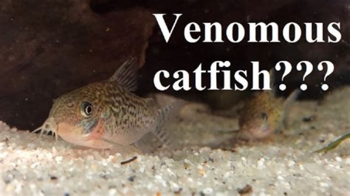 Are all catfish venomous?