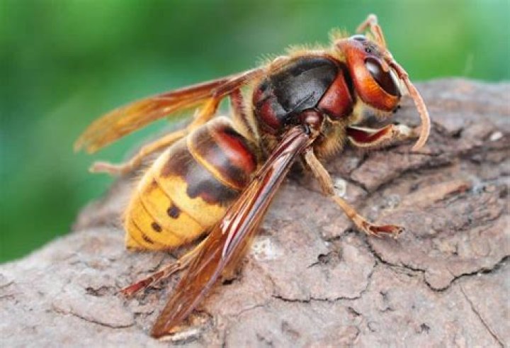 Are all hornets female?