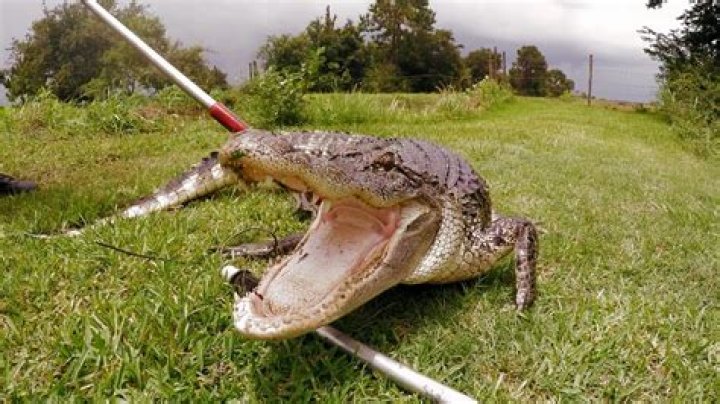 Are alligators afraid of humans?