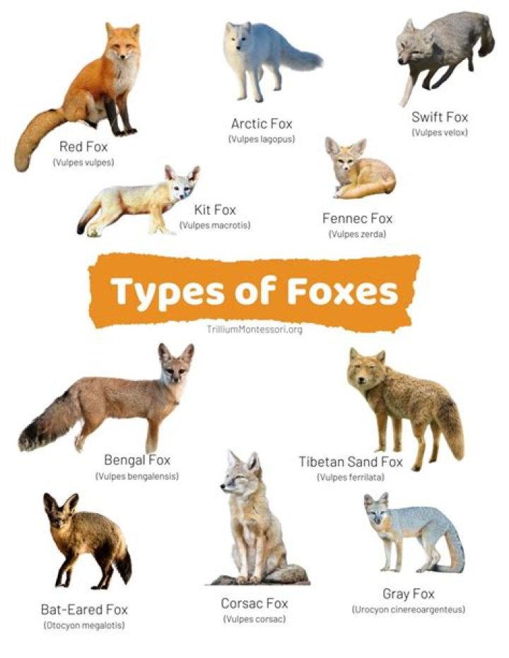 Are any foxes extinct?