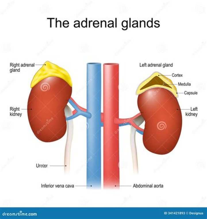 Are apples good for adrenal glands?