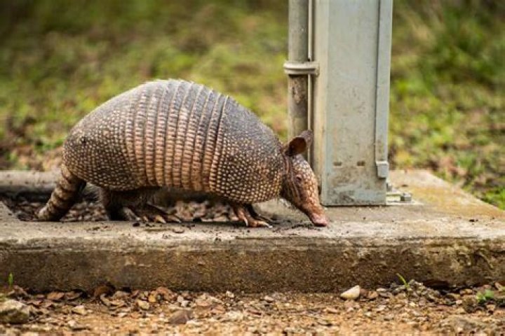 Are armadillos good for anything?