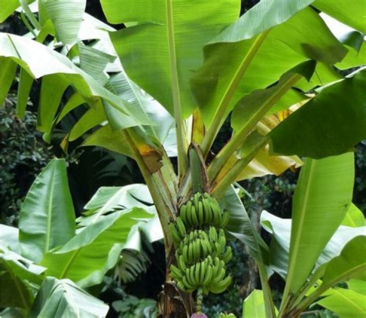 Are banana trees poisonous to dogs?