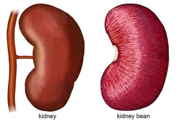 Are beans hard on kidneys?