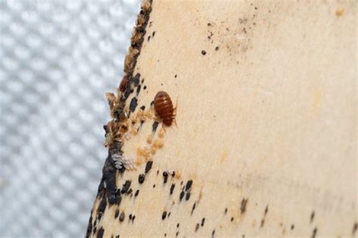 Are bed bug eggs yellow?