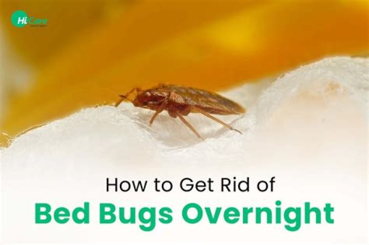 Are bed bugs afraid of the light?