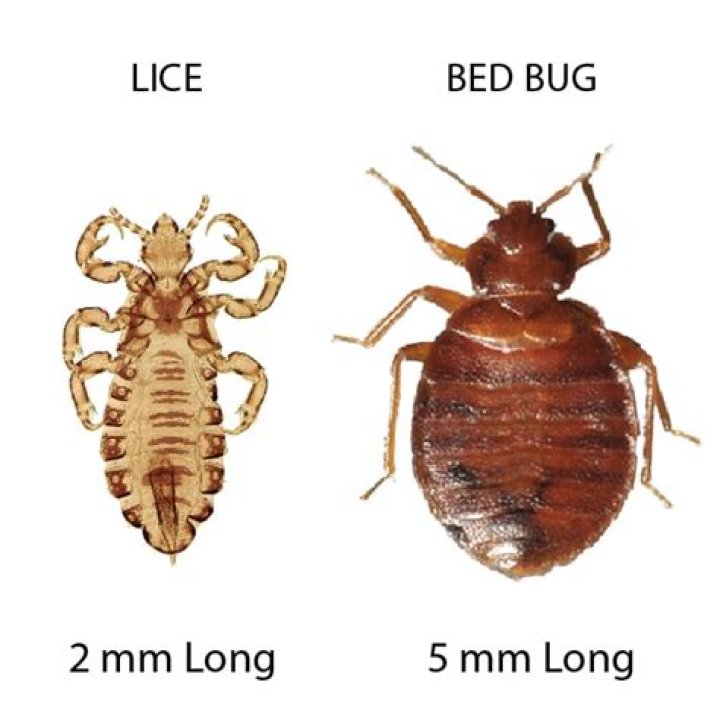 Are Bed Bugs body lice?