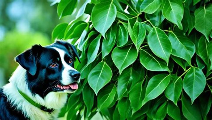 Are berry trees poisonous to dogs?