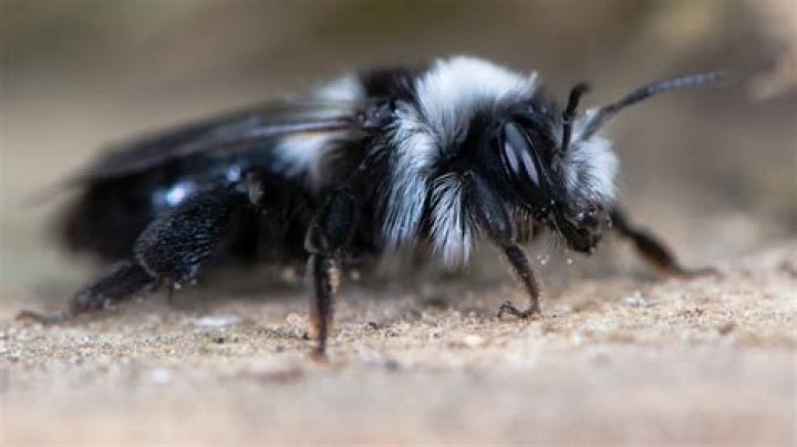 Are black bees harmful?