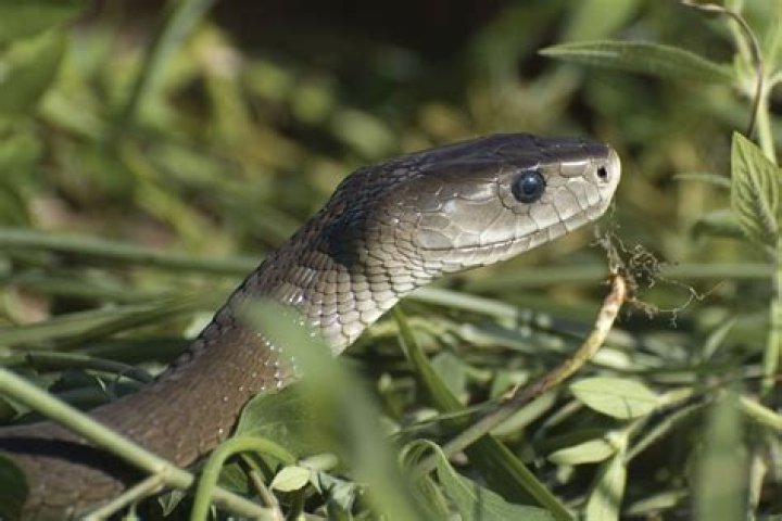 Are Black Mambas venomous?