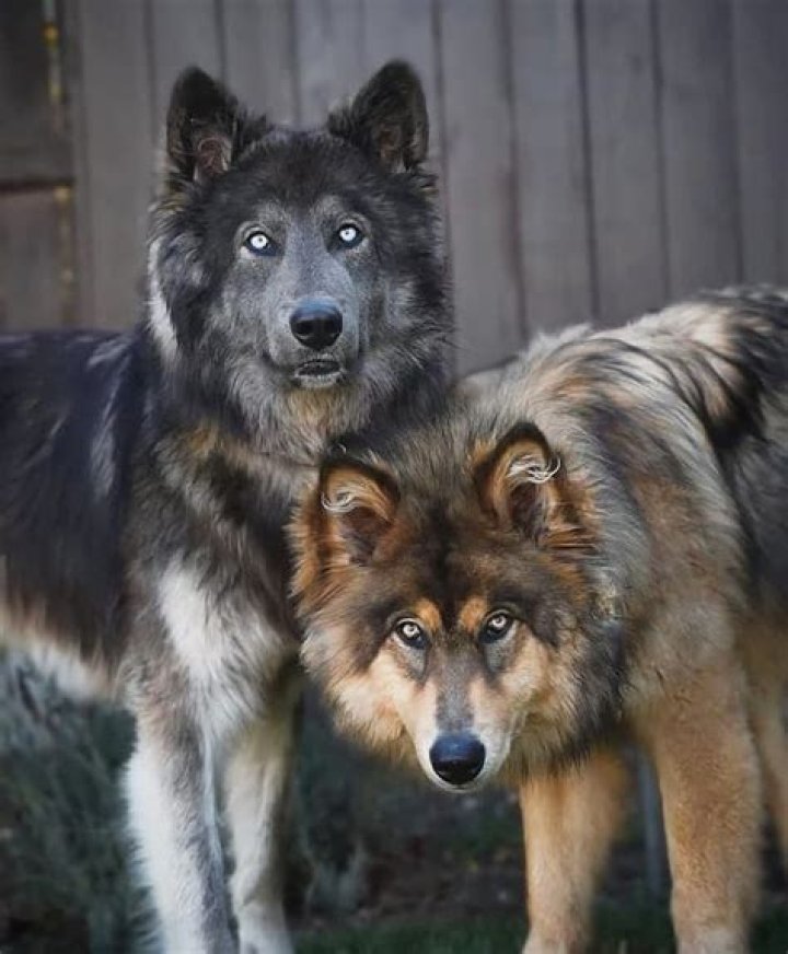 Are black wolves hybrids?