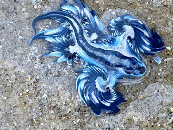 Are Blue dragons poisonous?
