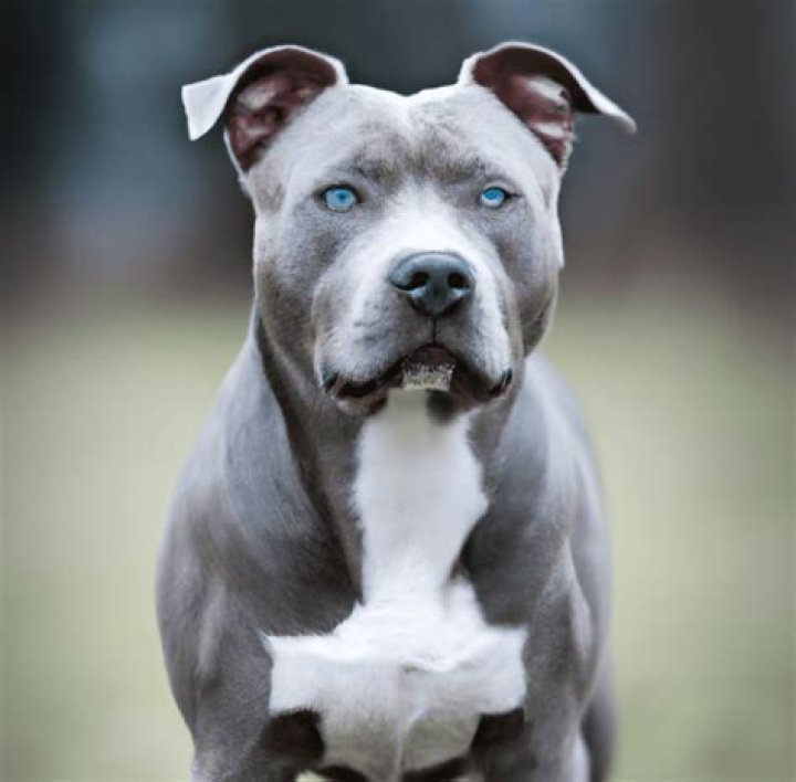 Are blue nose pitbulls inbred?