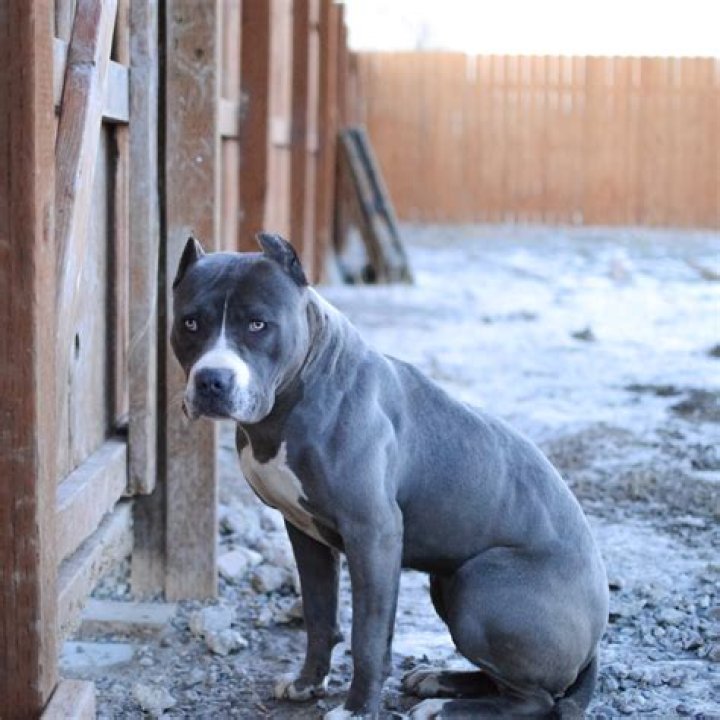 Are blue pitbulls more aggressive?