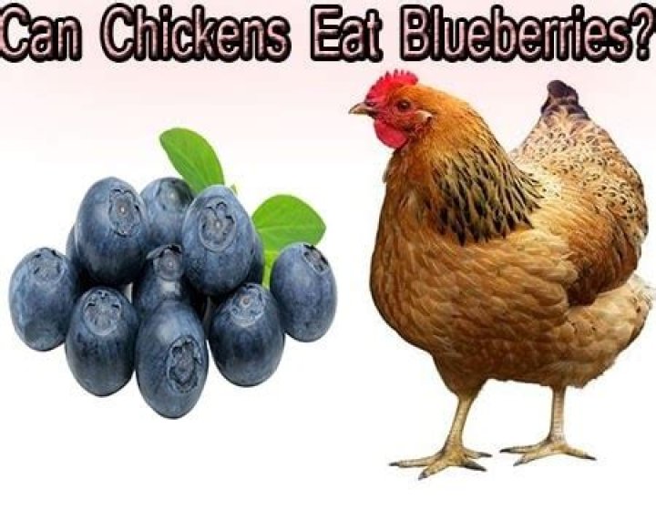 Are blueberries good for chickens?