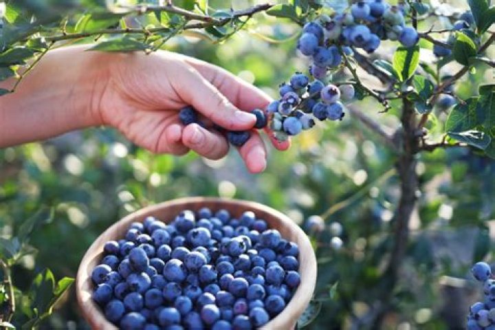 Are blueberries good for dementia?