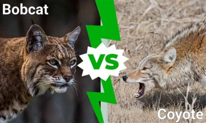 Are bobcats afraid of coyotes?