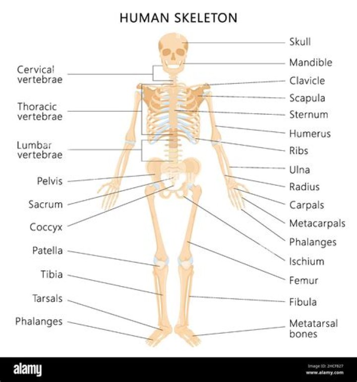 Are bones yellow or white?
