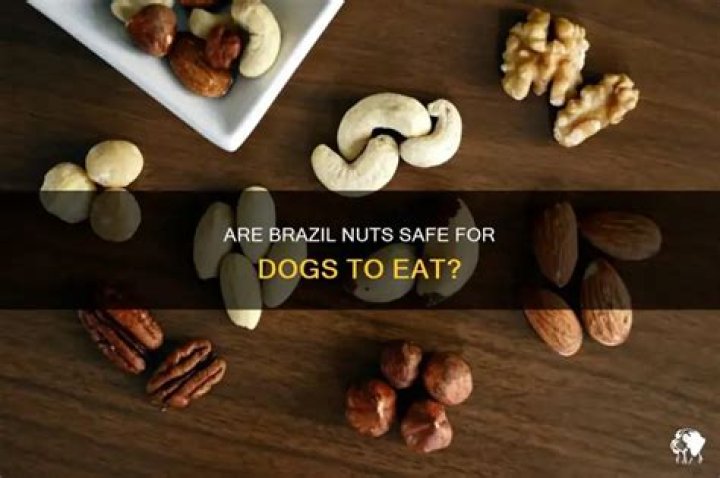 Are Brazil nuts safe for dogs?
