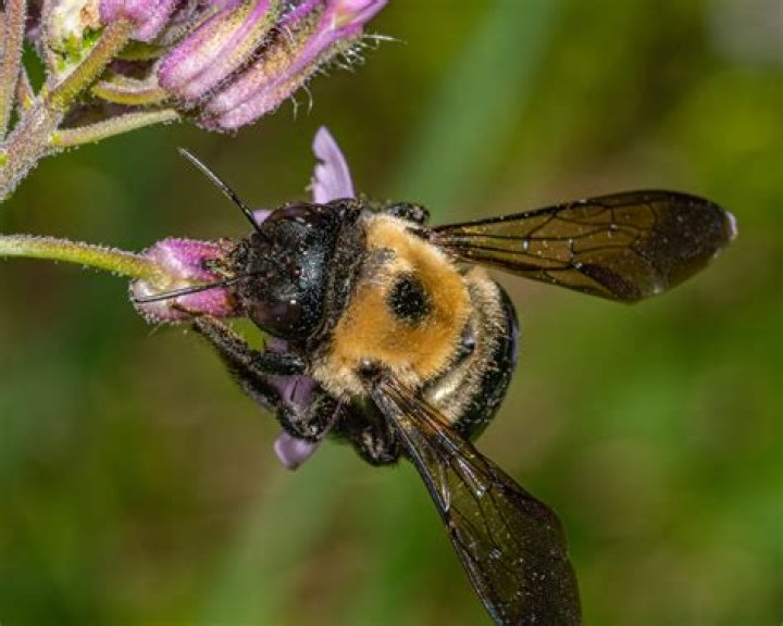 Are carpenter bees afraid of hornets?