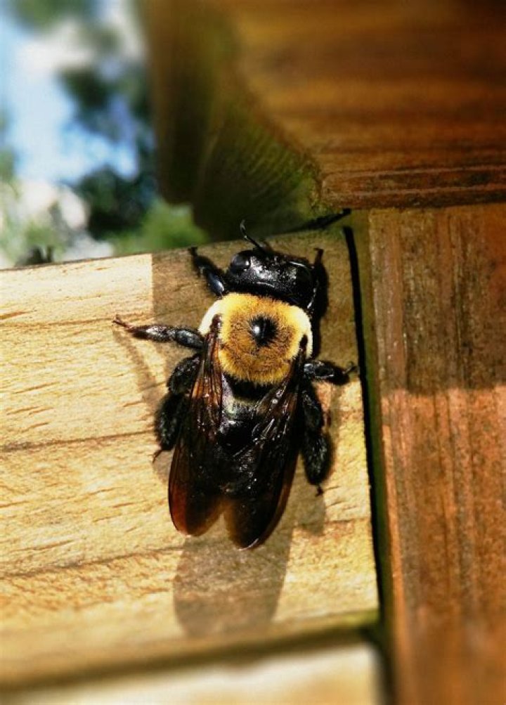 Are carpenter bees harmful to homes?