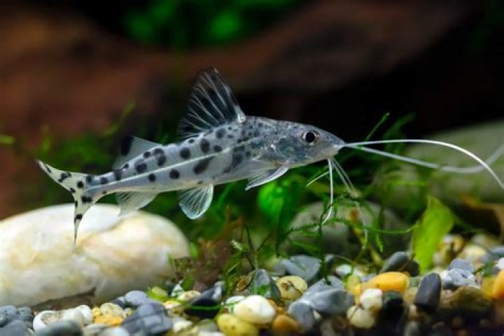 Are catfish whiskers poisonous?