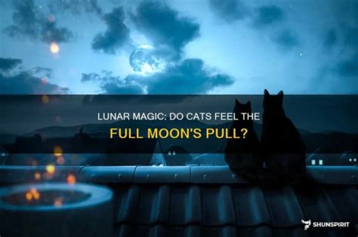 Are cats affected by full moon?