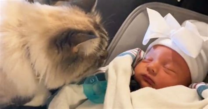 Are cats jealous of babies?