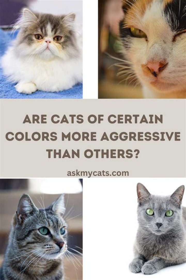 Are certain color cats more friendly?