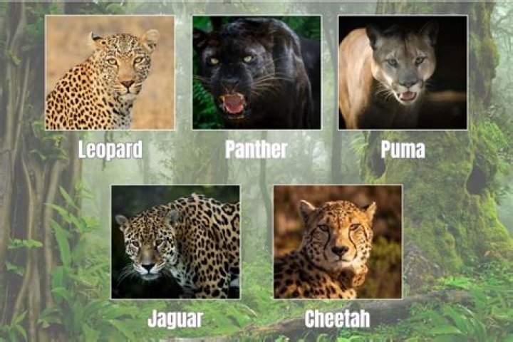 Are Cheetahs panthers?