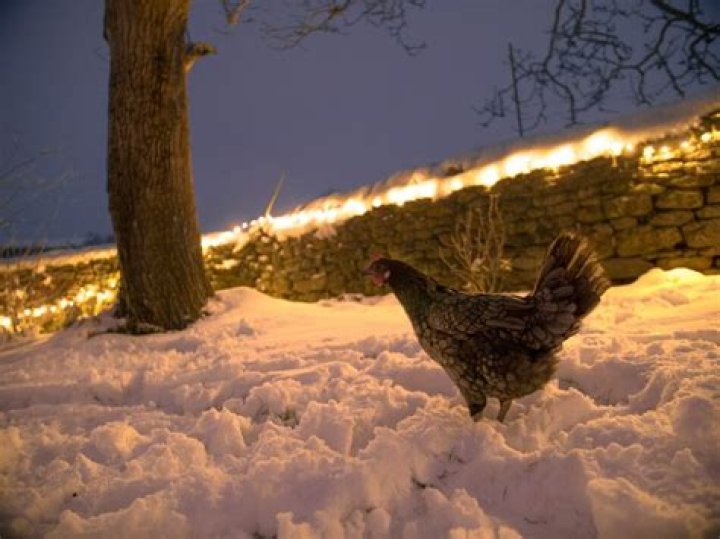 Are chickens OK in the winter?