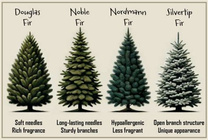 Are Christmas trees offensive?
