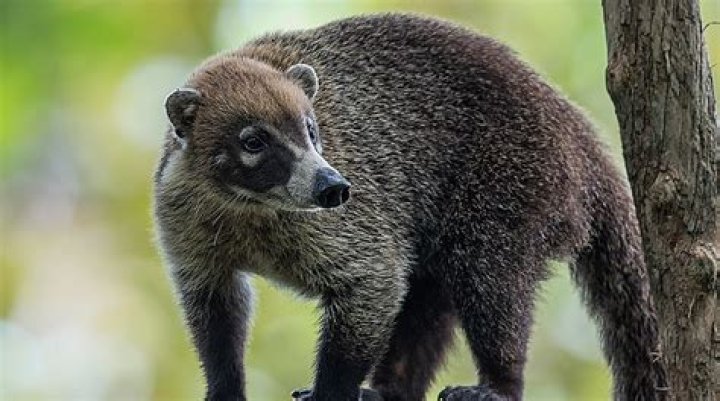 Are coatis vicious?