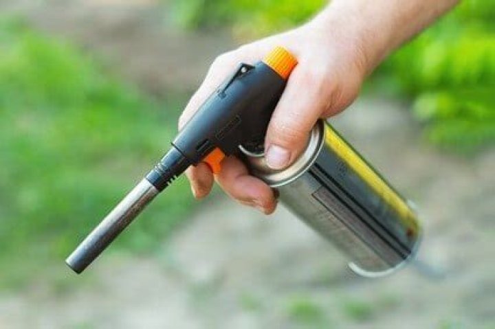 Are cockroaches fireproof?