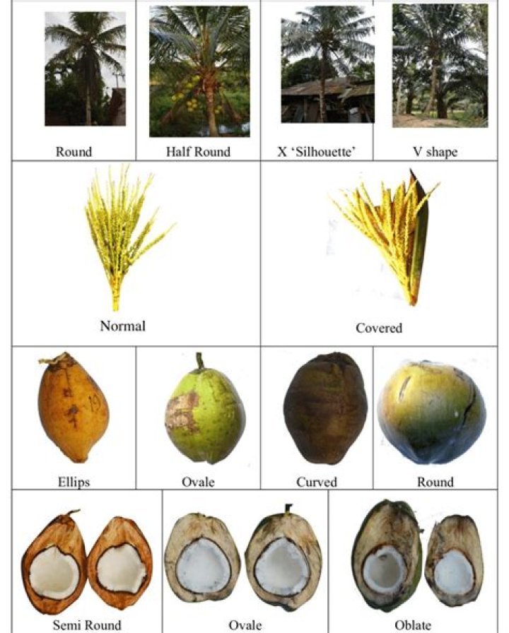 Are coconuts stone fruit?