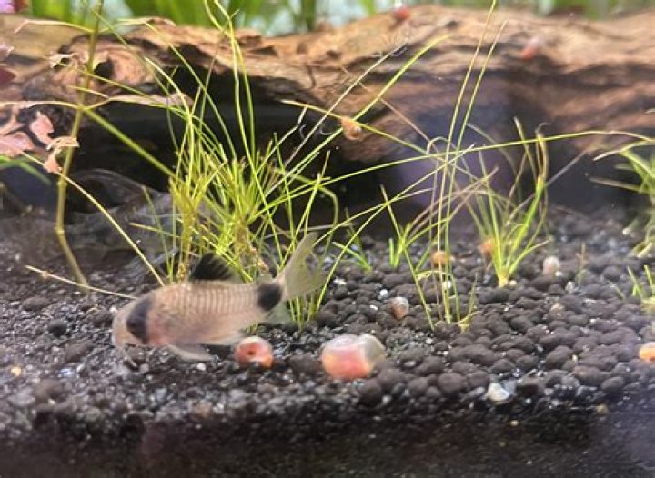 Are corydoras toxic?