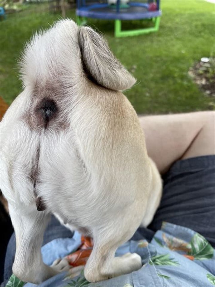 Are cow Buttholes in hot dogs?