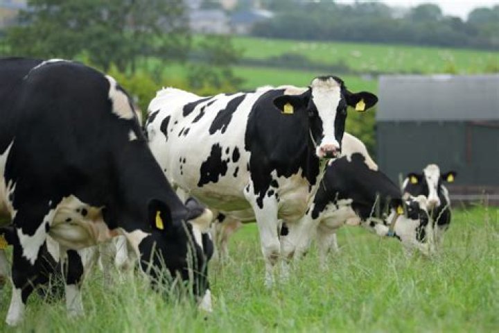 Are cows grass fed in UK?