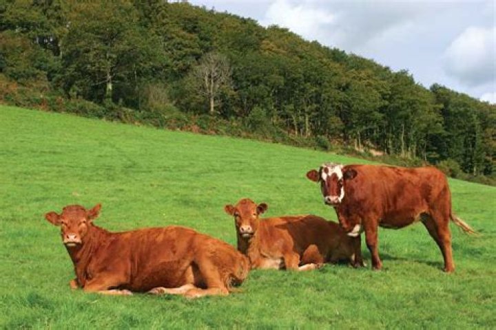 Are cows smarter than horses?