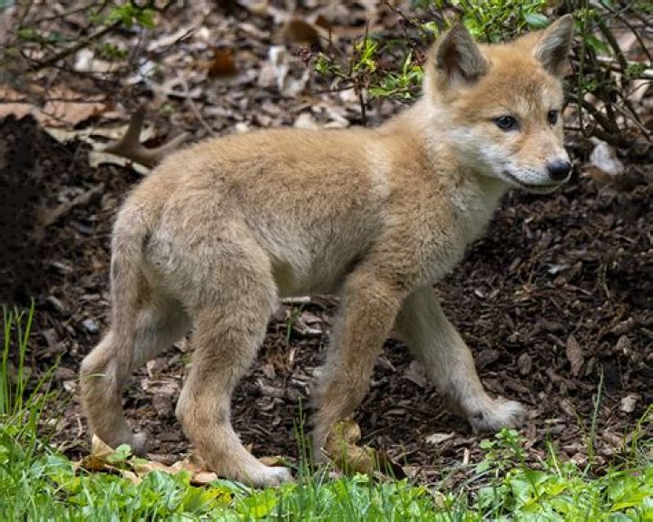 Are coyote pups left alone?