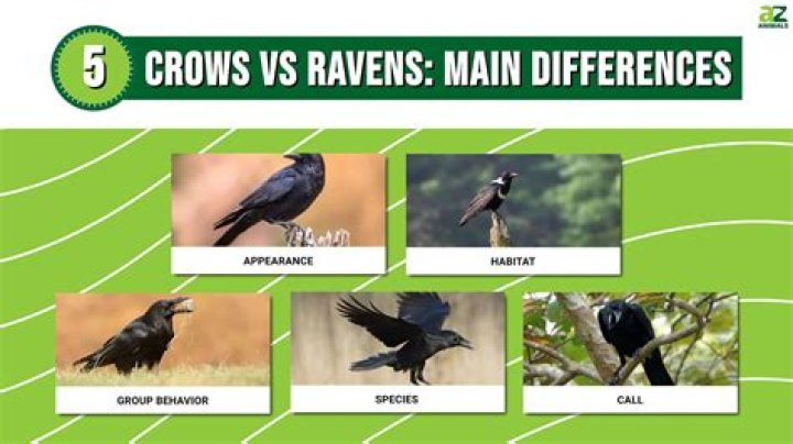 Are crows afraid of hawks?