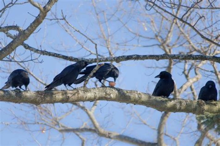 Are crows bad birds?