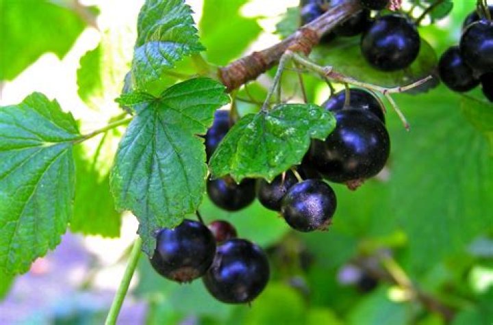 Are currants bad for dogs?