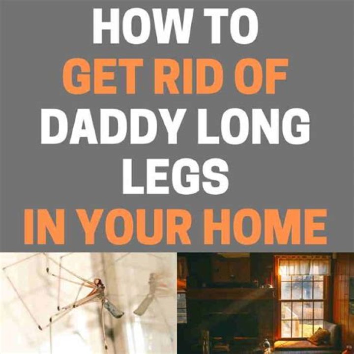 Are Daddy Long Legs harmful to dogs?