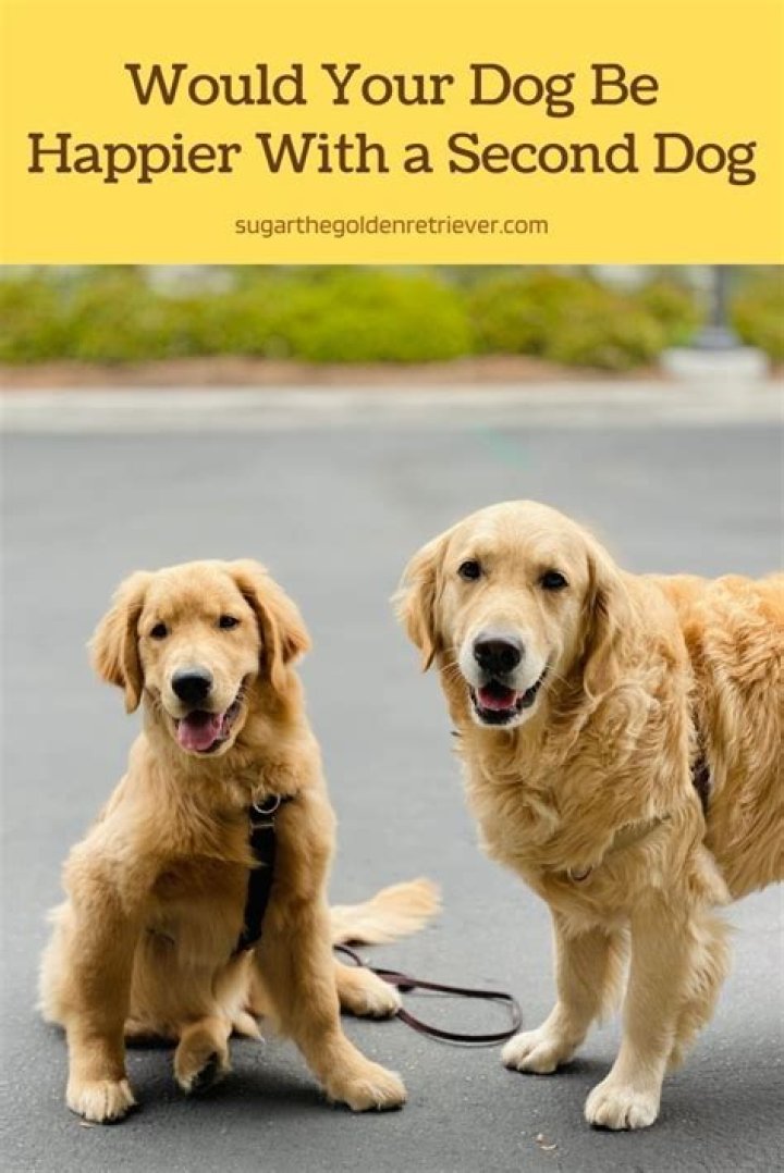 Are dogs happier with a second dog?
