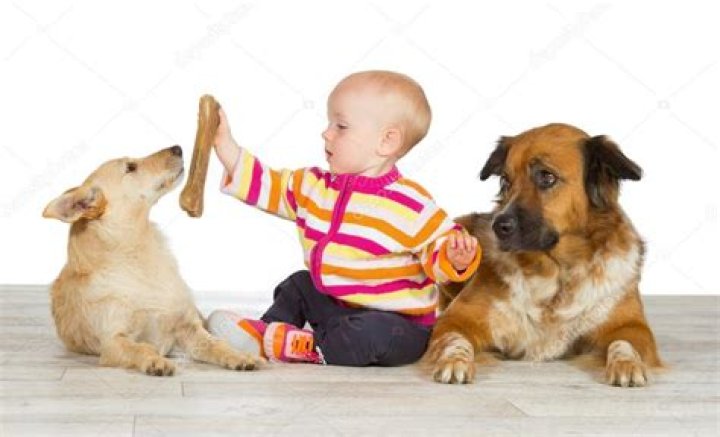 Are dogs jealous of babies?