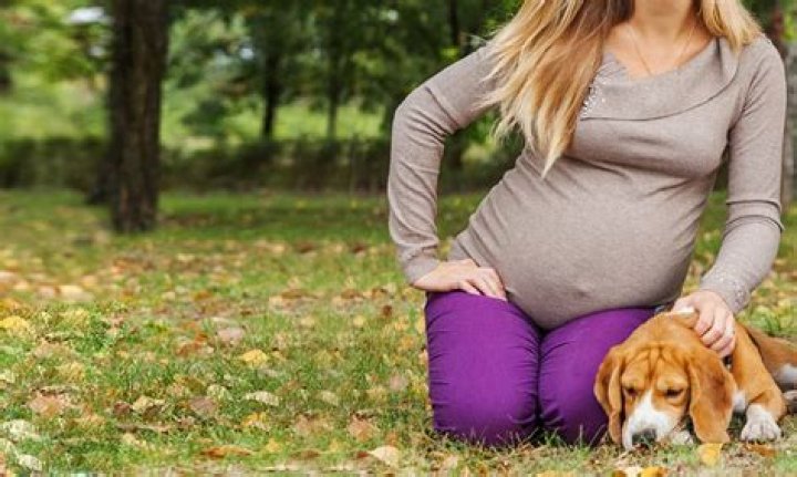 Are dogs protective of pregnant owners?