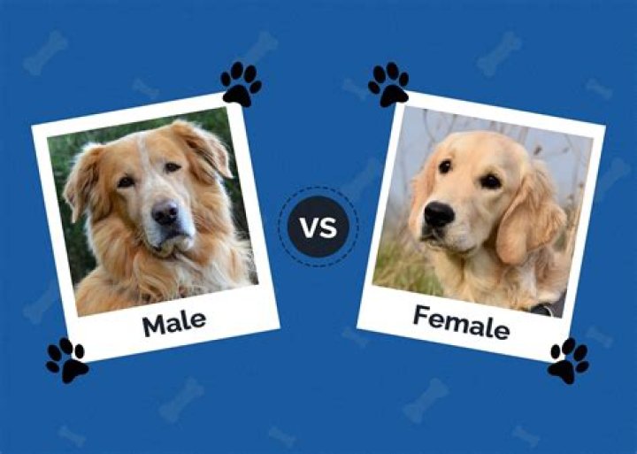 Are female dogs more dominant?