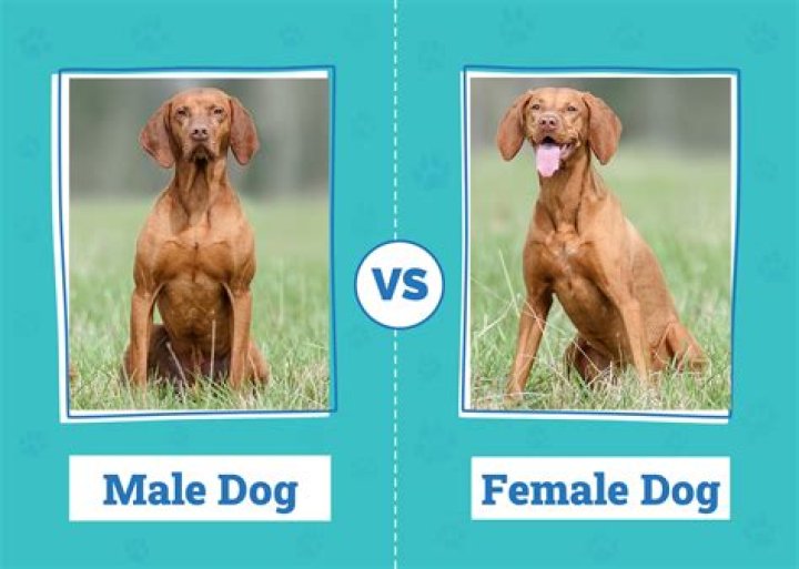 Are female dogs more likely to fight?